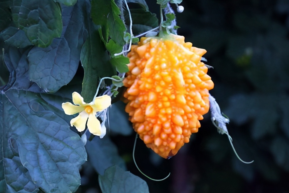 癞葡萄是苦瓜吗,癞葡萄可以当成苦瓜吗