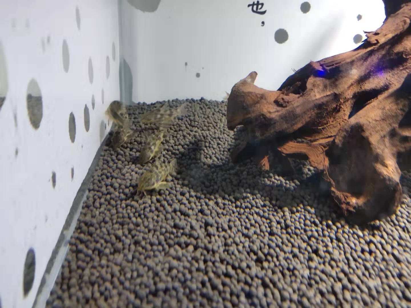 买孔雀鱼如何选鱼苗呢视频,买孔雀鱼回家到底怎么定水