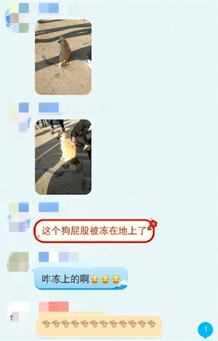 带狗出去排泄，看它蹲下半天都没结束觉得不对劲，凑近后直捂脸