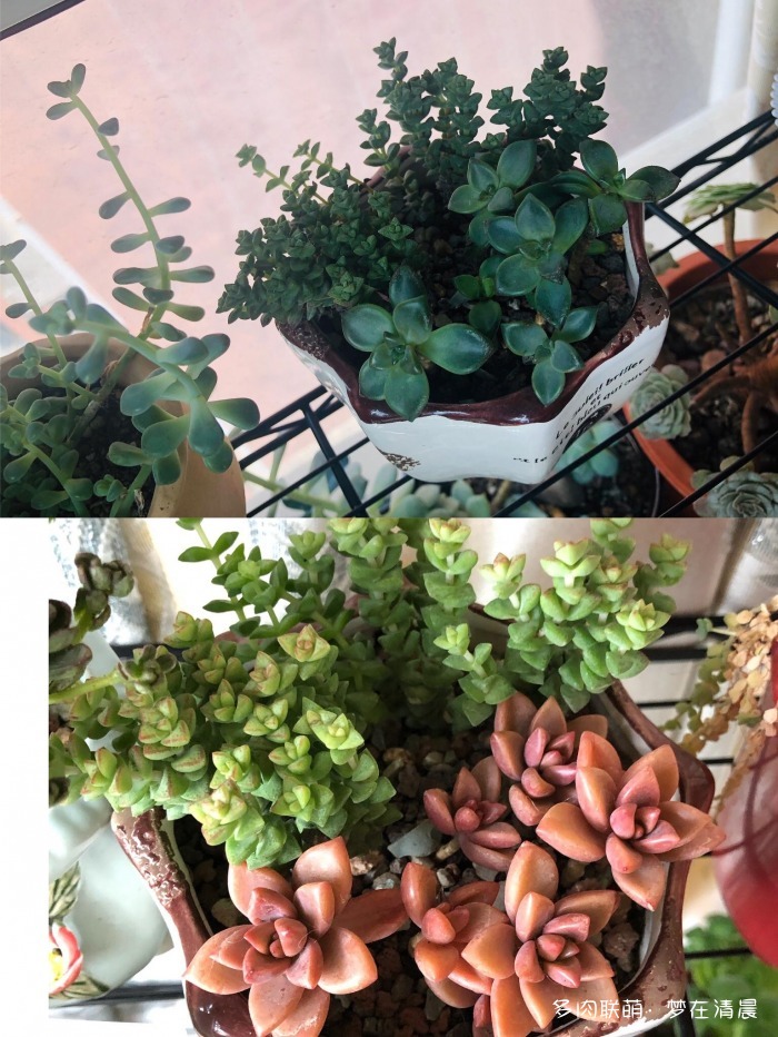 澶忚姳鏈夊摢浜涜姳,澶氳倝鏈夎姳鏈夋灉