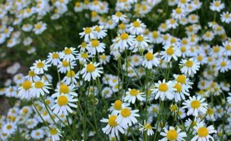 游四方888,游四门豫剧