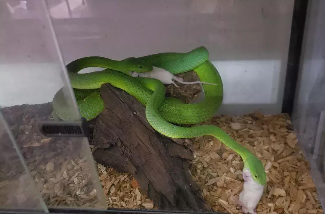如何让观赏蛇类在人工环境下住得幸福