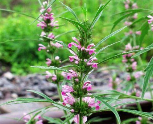 认识常见植物,野外常见水培植物有哪些