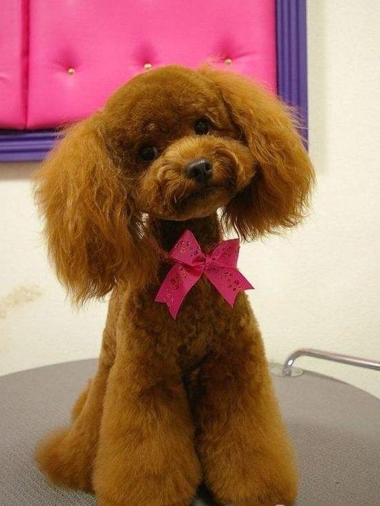 贵宾犬初次养几只合适呢,贵宾犬小型犬养的时候有什么建议