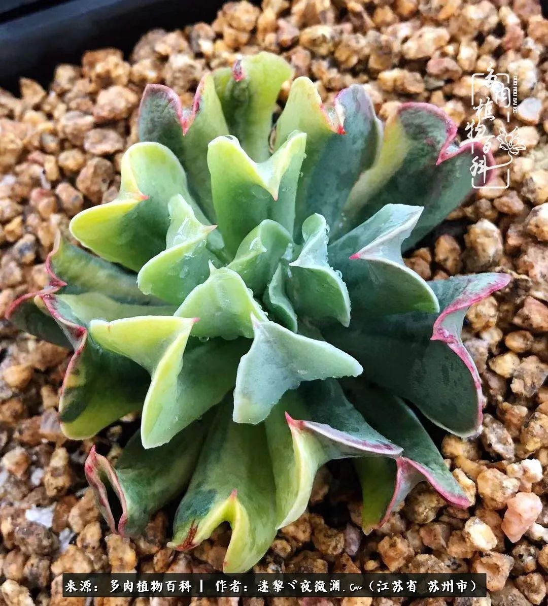 围观多肉版武林大会，一起穿越吧,下