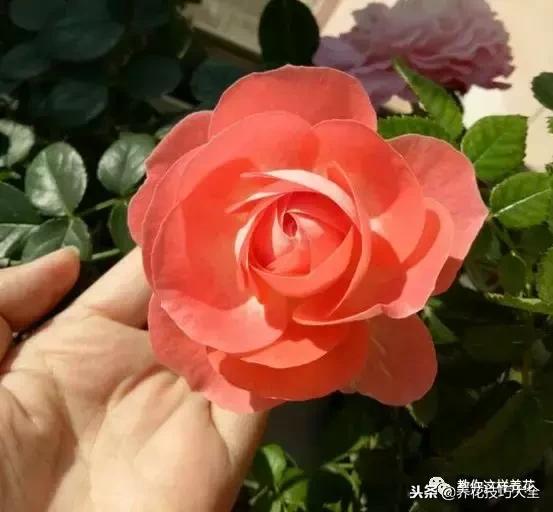 香味最好闻的十种花,一年四季都能闻到香味的四种花