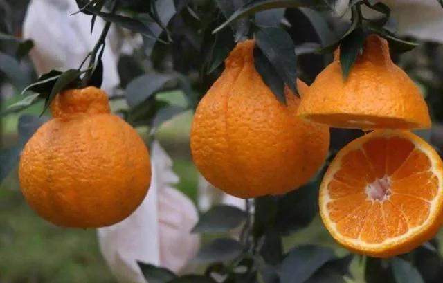 7月吃这些水果瘦身如此简单,哪些水果夏季可以做补水美白面膜