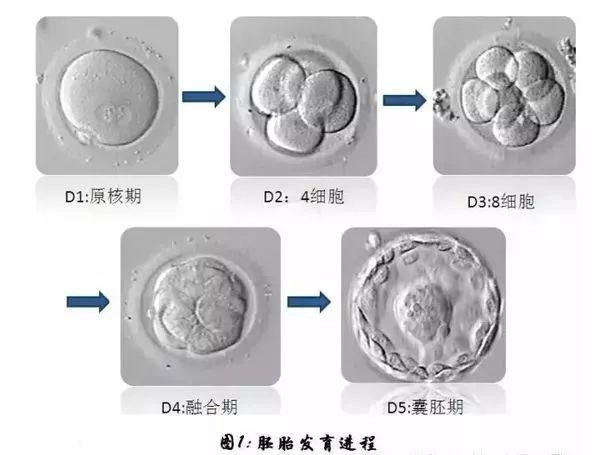 受孕着床有什么感觉会发烧吗,受孕着床的10大征兆