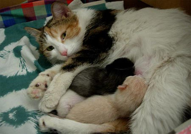 猫咪怀孕以后有什么注意事项,猫咪怀孕后注意事项