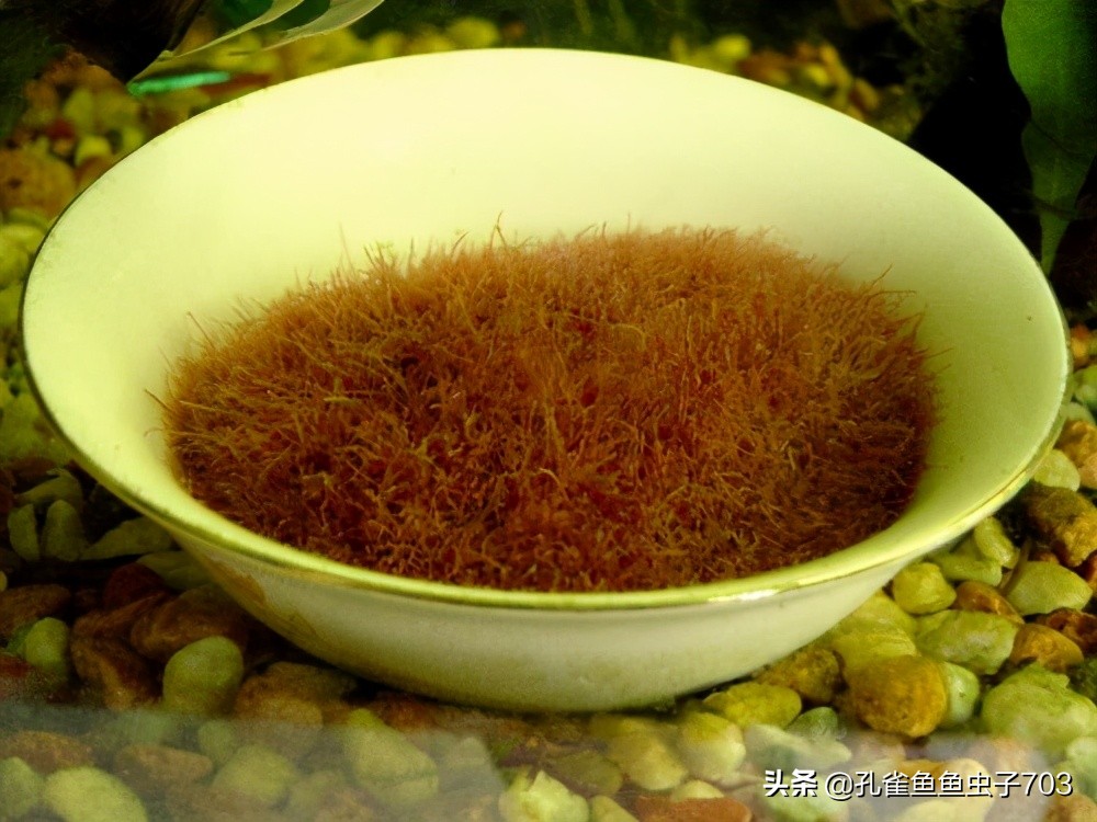 孔雀鱼生病了能自愈吗,孔雀鱼生病为啥要停食