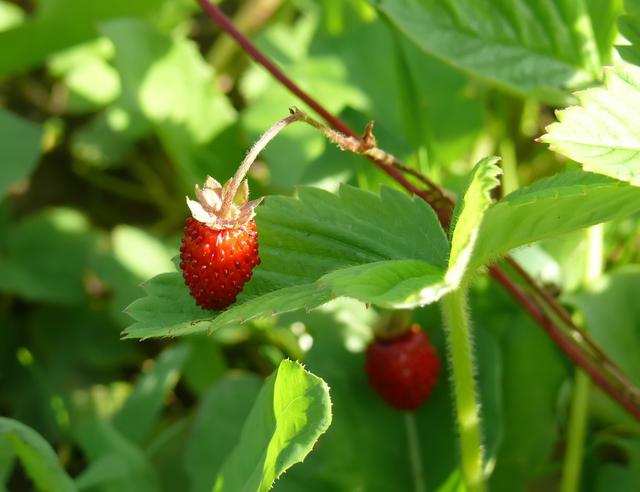 草莓原田育苗,红玉草莓种苗怎么繁育