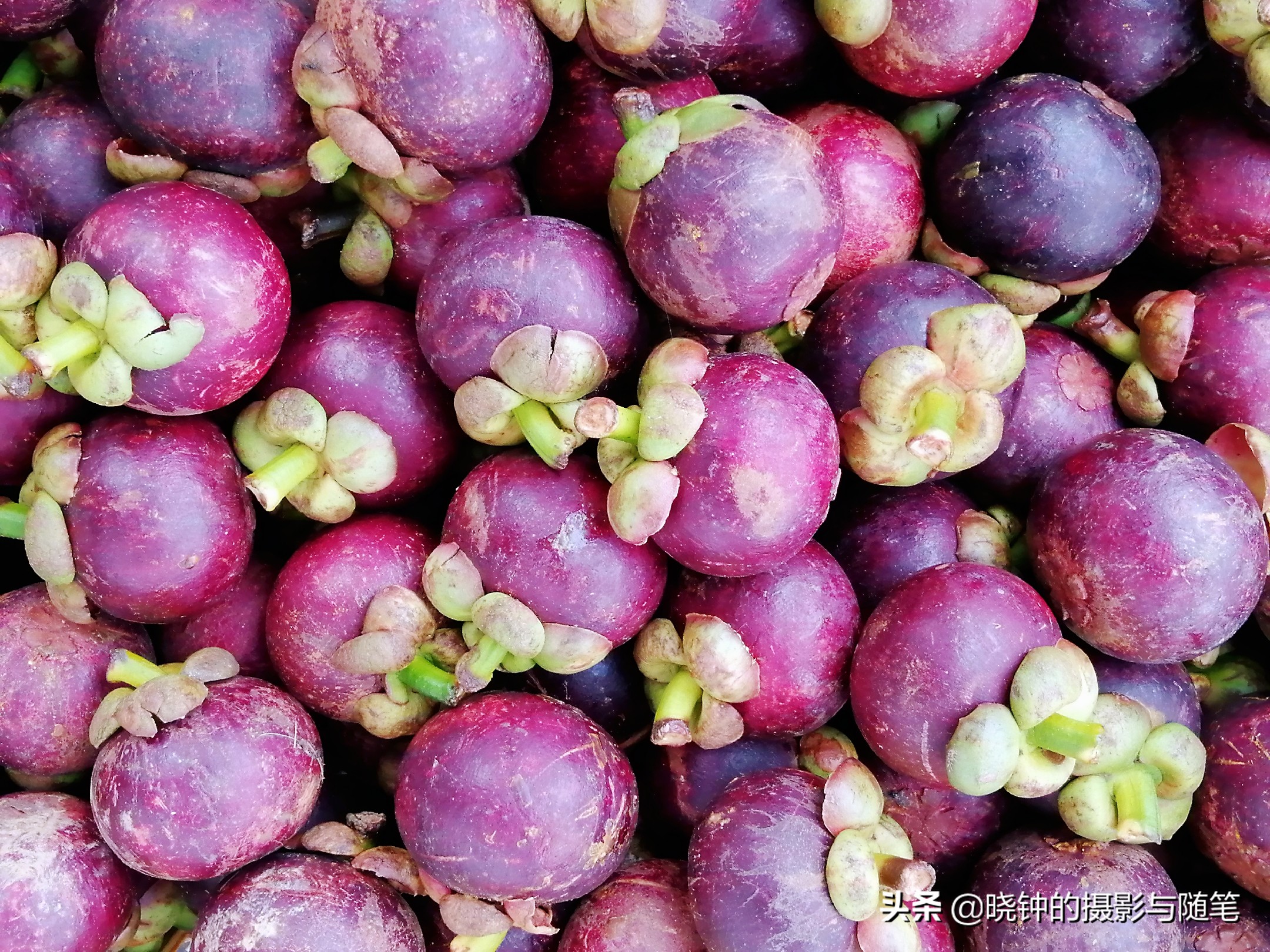 越南有啥水果品种好,越南有什么水果比较出名