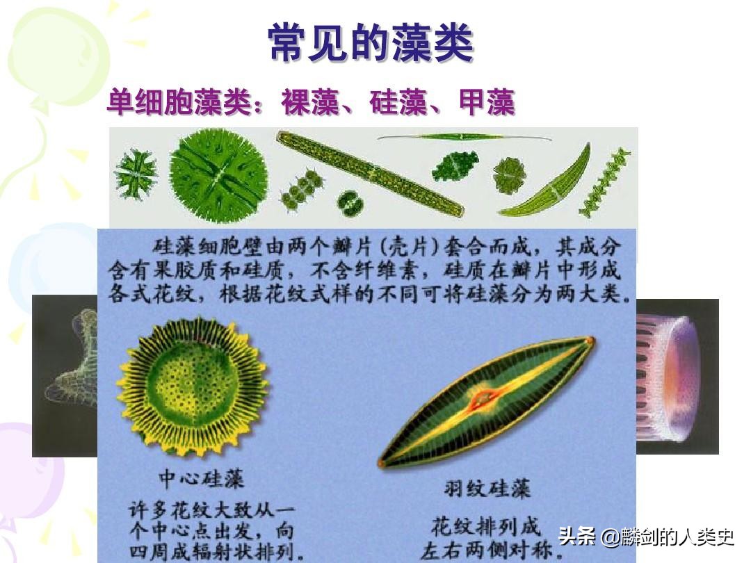 地球单细胞生物从何而来,从单细胞生物进化到人类全过程