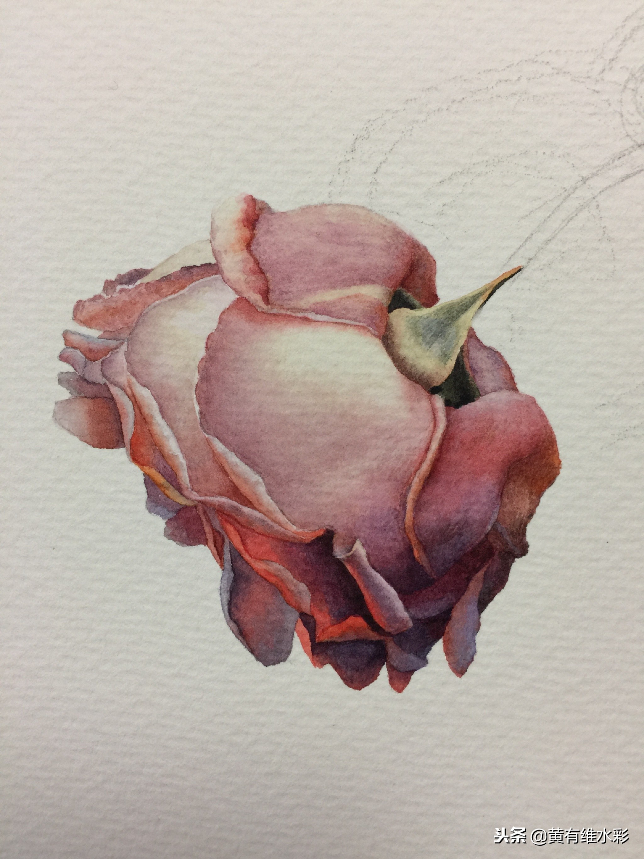 水彩绘画教程简单玫瑰,水彩步骤图花卉
