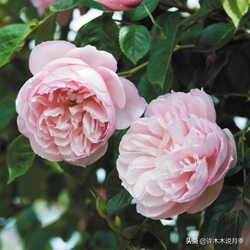 月季常见叶子问题,月季都有什么病怎么治