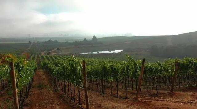 智利十大的酒庄排名榜最新,智利葡萄酒十大酒庄