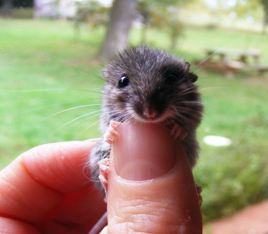 可伶仓鼠不慎骨折，不想事后诸葛亮，这四个预防措施很管用！