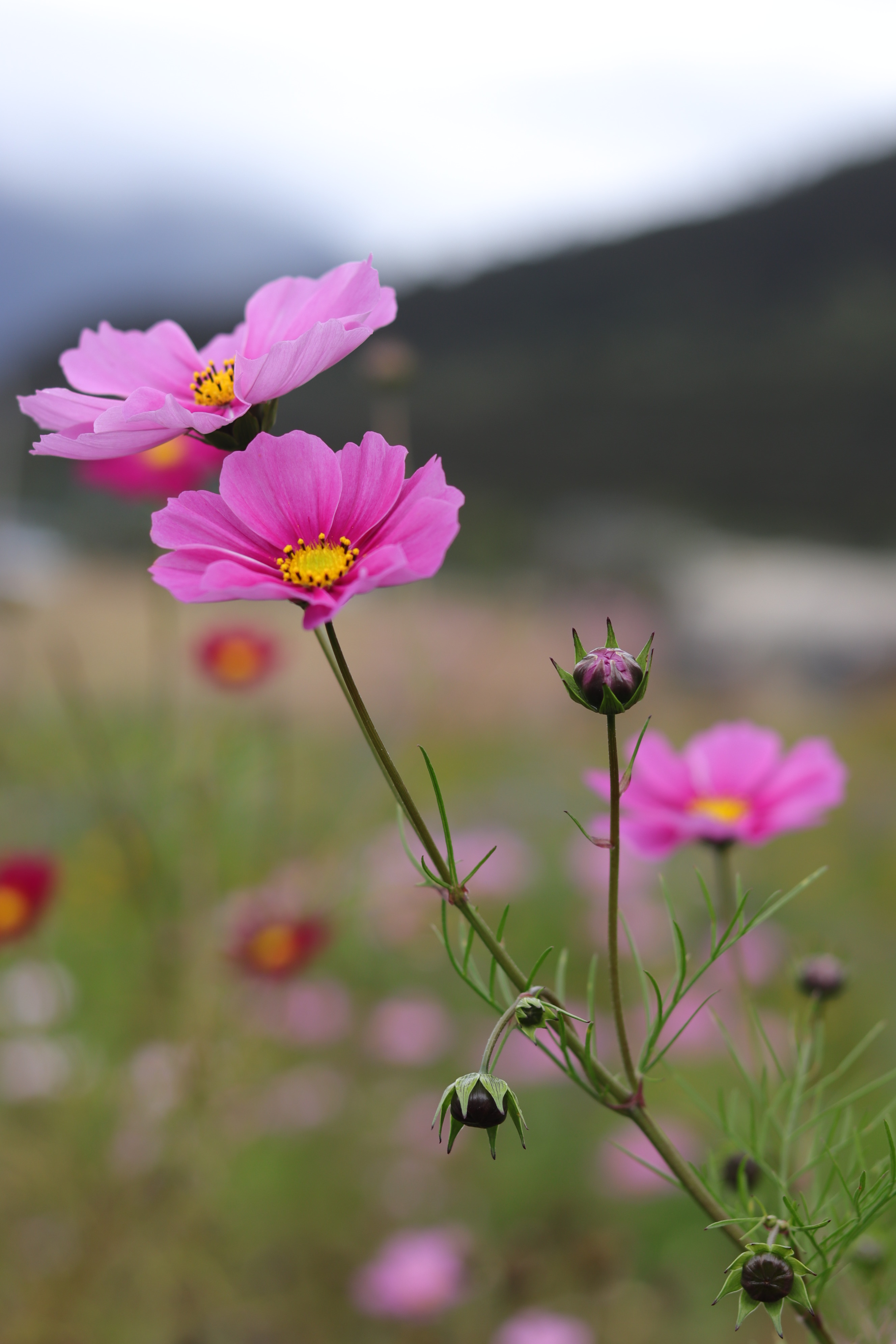 原来西藏的美景在藏西,去一趟西藏吧