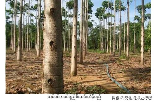 雪燕干货批发,雪燕订单