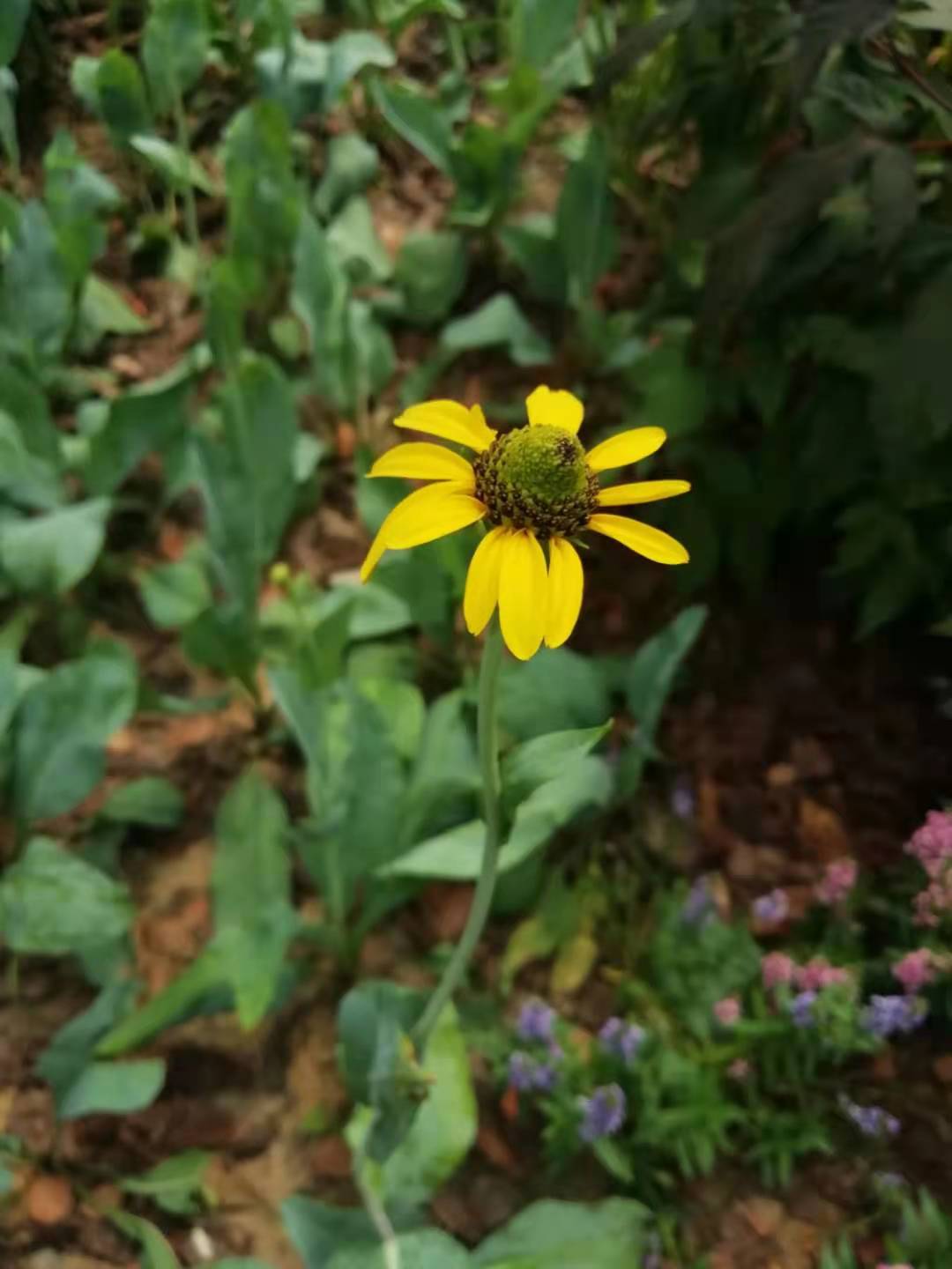 黑色的高帽——大头金光菊