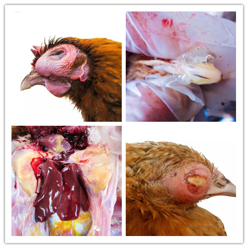 养殖鸡眼睛用什么方法治,怎样治好鸡眼睛