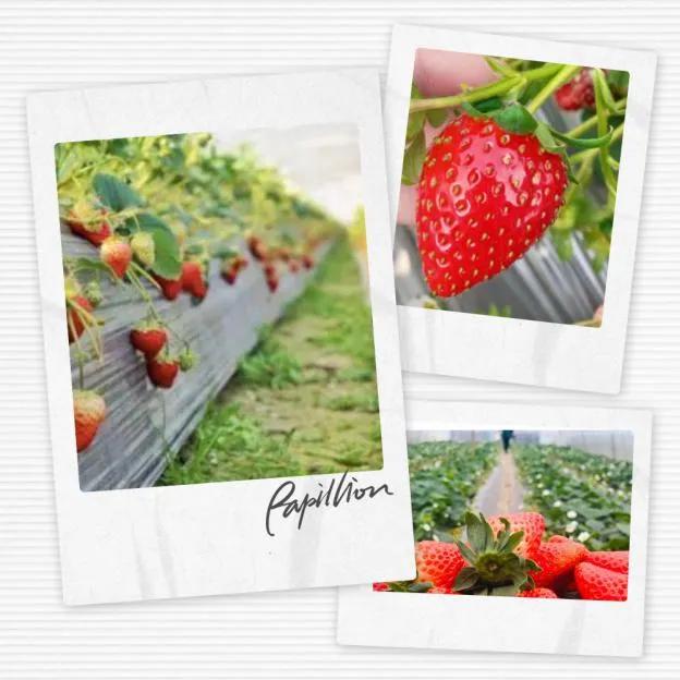 最淳朴的农家乐,必去的乡村味道农家乐