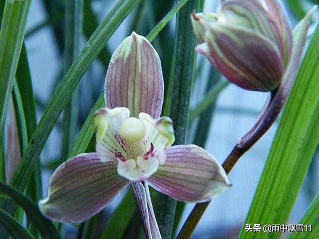 兰花怎么养是最好的方法,兰花怎样养才能养得好