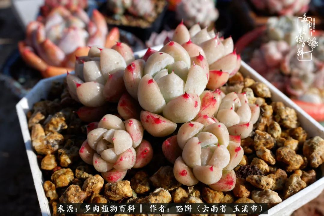 多肉对比图片,多肉对比高清图