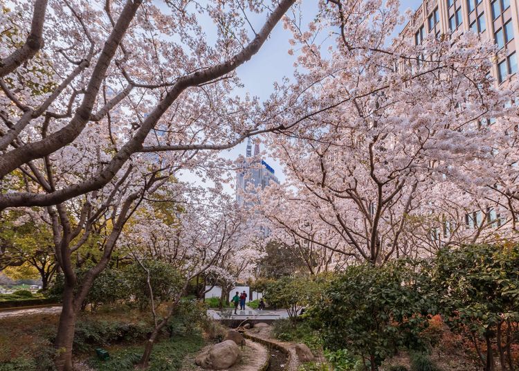 上海顾村公园樱花时间,2022上海顾村公园樱花开了吗