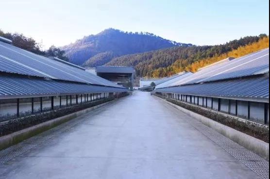 丁磊讲述养猪与茶叶,丁磊在网上怎么养猪