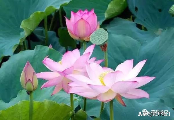 「龙口原创」我的同行我的挚友（作者：七甲镇王洪莲）