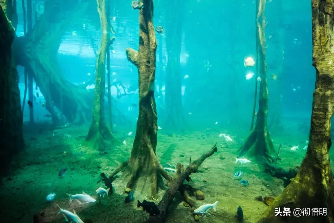 珠海也被称为百岛之城和浪漫之城,珠海魅力之城浪漫之都