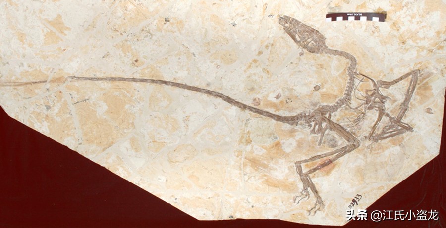 敦化渤海湖舞龙,中国内的恐龙