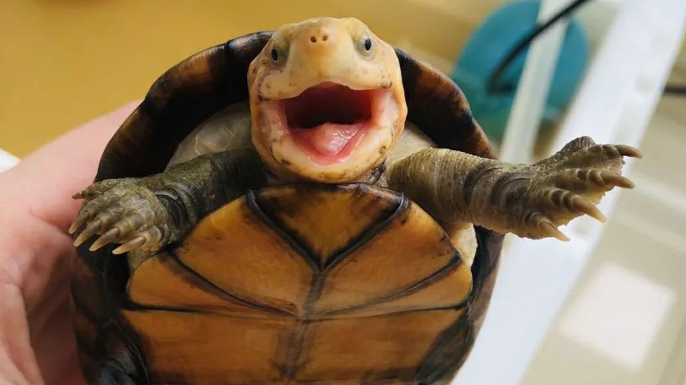 猪肉降价了我们能吃吗,现在什么蛋龟在降价