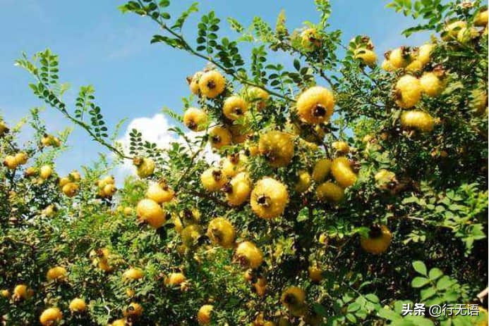 有趣的农村生活食物,农村生活农村娃农村美食