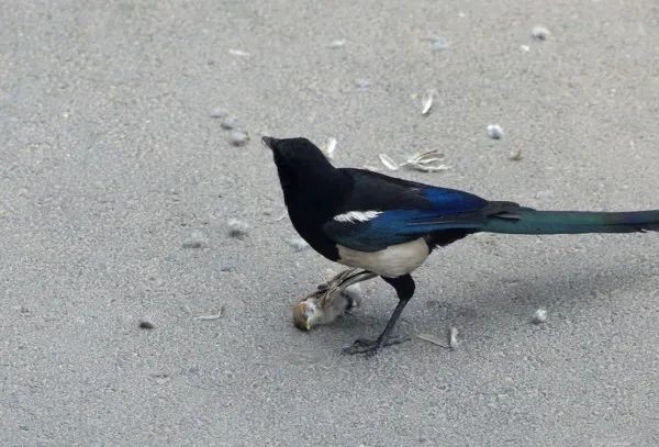 喜鹊吃麻雀幼鸟,喜鹊成灾攻击老鹰圈养麻雀