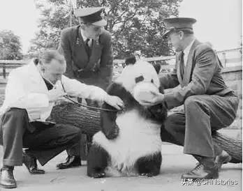 熊猫贝贝美国饲养员,海归大熊猫贝贝中国饲养员