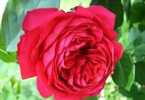 100种玫瑰的名字和图片,100种玫瑰品种科普你都认识吗