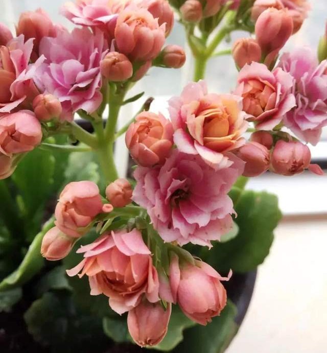 长寿花单瓣品种大全,长寿花100种颜色图片