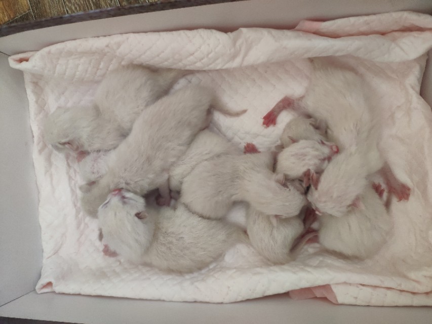 干货分享猫咪怀孕及生产护理攻略,写我第一次养猫的作文