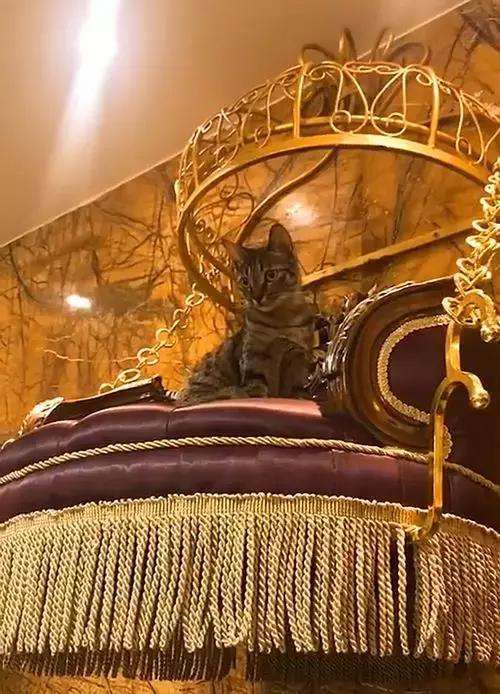 猫最好用什么猫窝,各种猫窝的视频大全