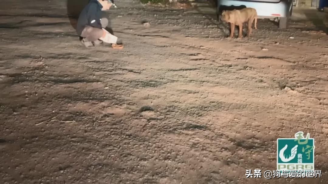 主人狠心抛弃刚生完的狗,养了6年的狗被主人抛弃