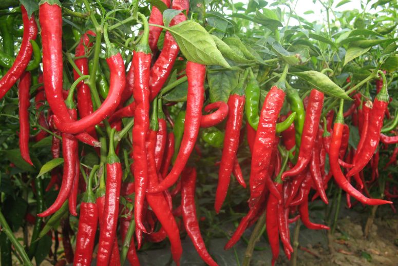 辣椒根腐病痊愈过程,辣椒根腐病立枯怎么治疗