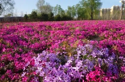 去看万紫千红的花海,五一近郊赏花去看缤纷七彩花田