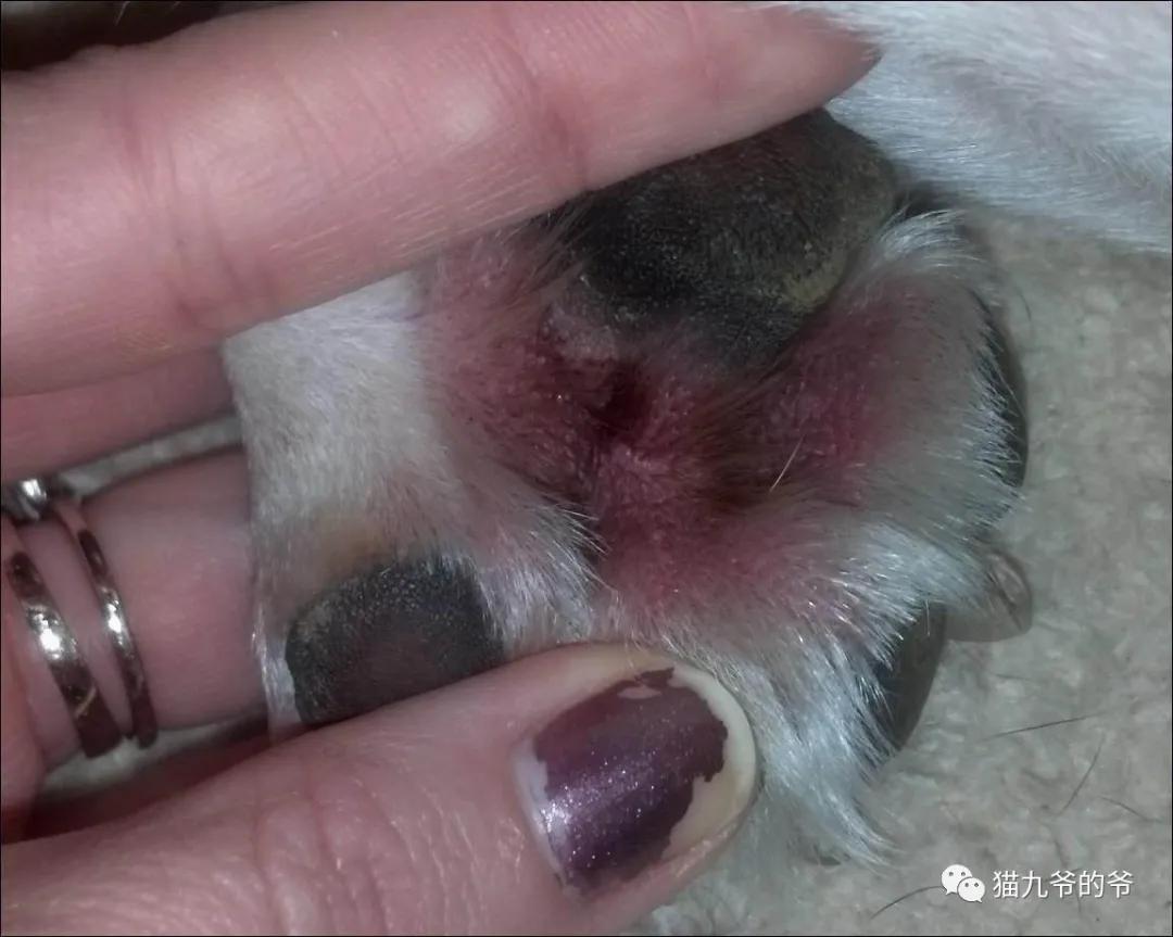 猫九爷：犬猫皮肤病的类型概述