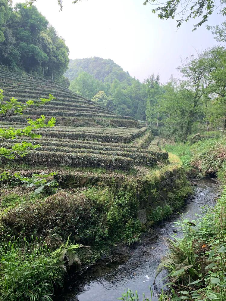 龙井村九溪十八涧徒步最佳路线图,九溪十八涧只有龙井村一个出口吗