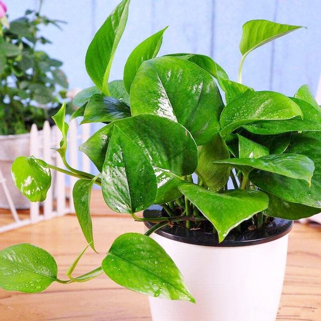 绿萝叶子没发黄但感觉奄奄一息,绿萝奄奄一息怎么救活