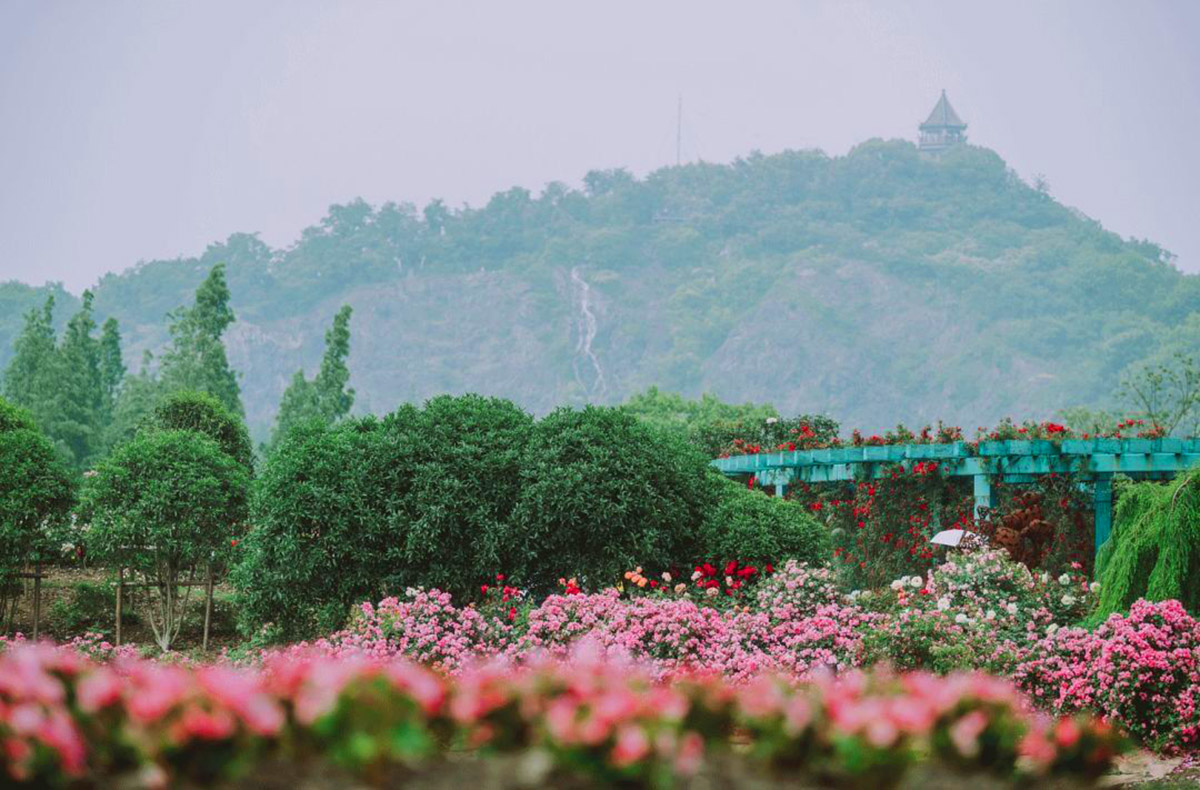 辰山植物园迎春花展,辰山植物园荷花展时间
