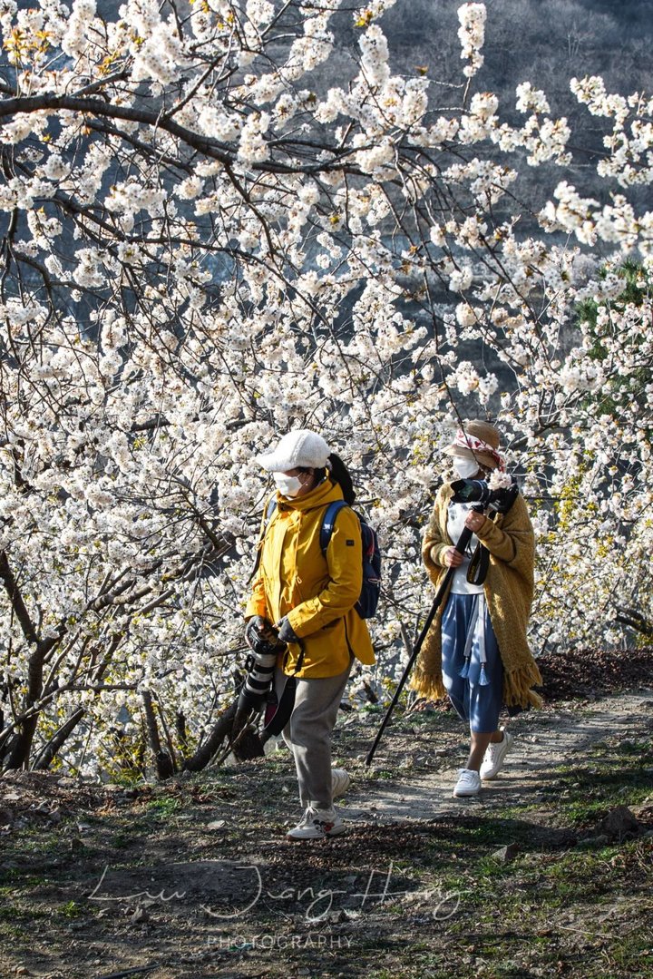 日照最美桃源,寻找最美春天日照惊艳全城