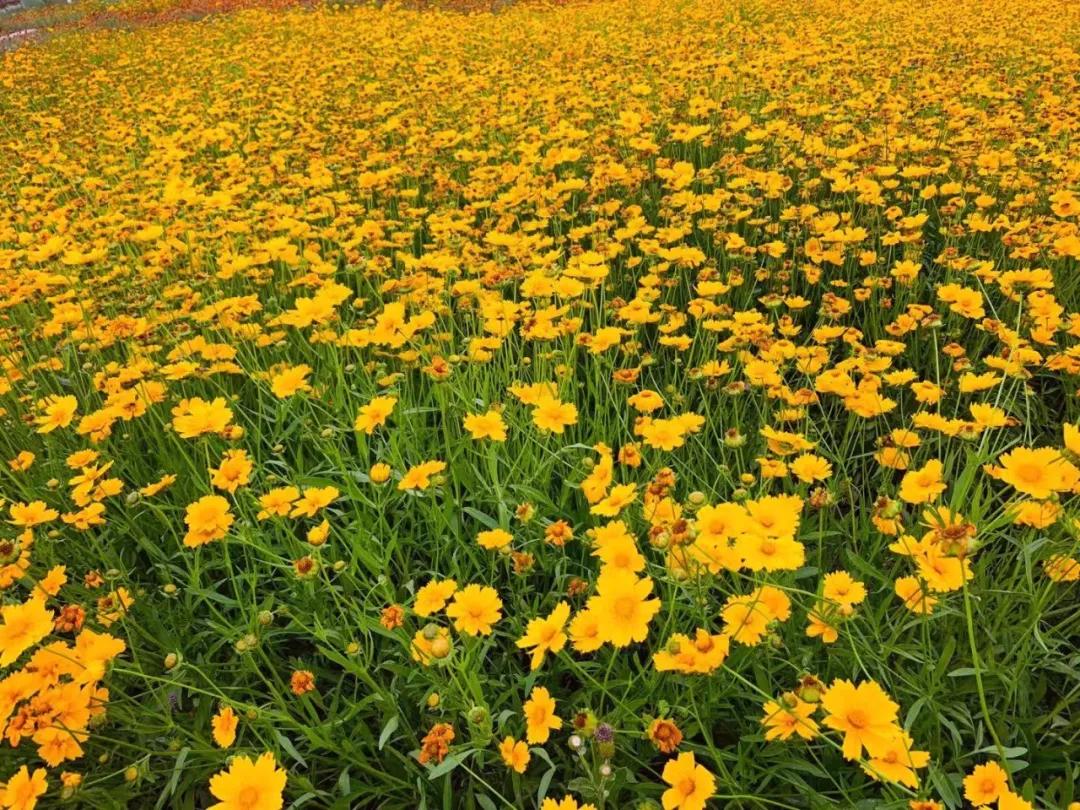 comeonbaby翻译,comeonbaby歌曲女声